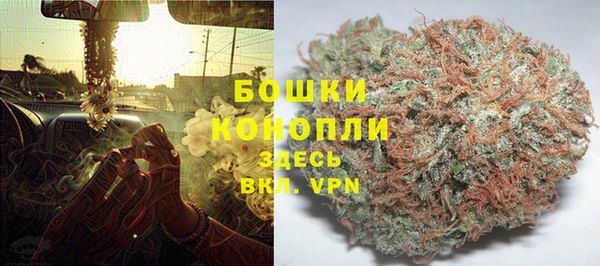 прущие грибы Каменногорск